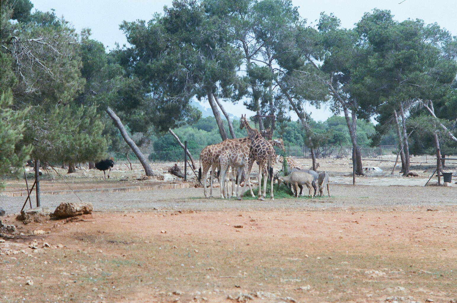 Auto Safari Zoo 1989 - Giraffe feeding