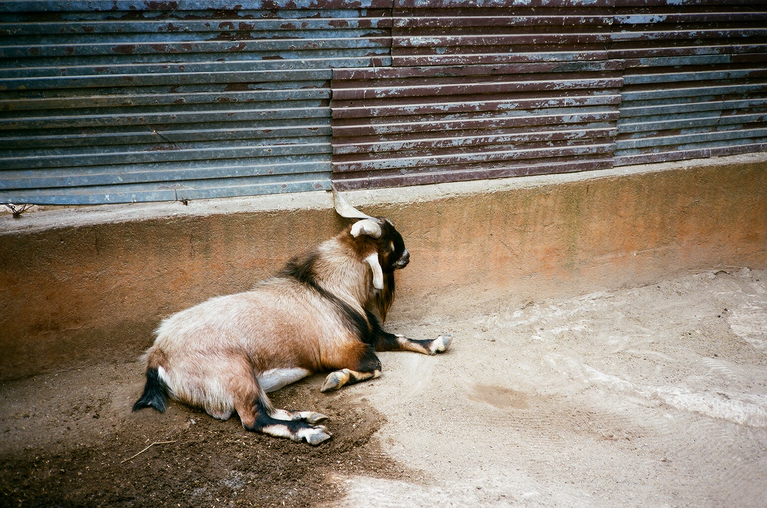 Auto Safari Zoo 1989 - Goat