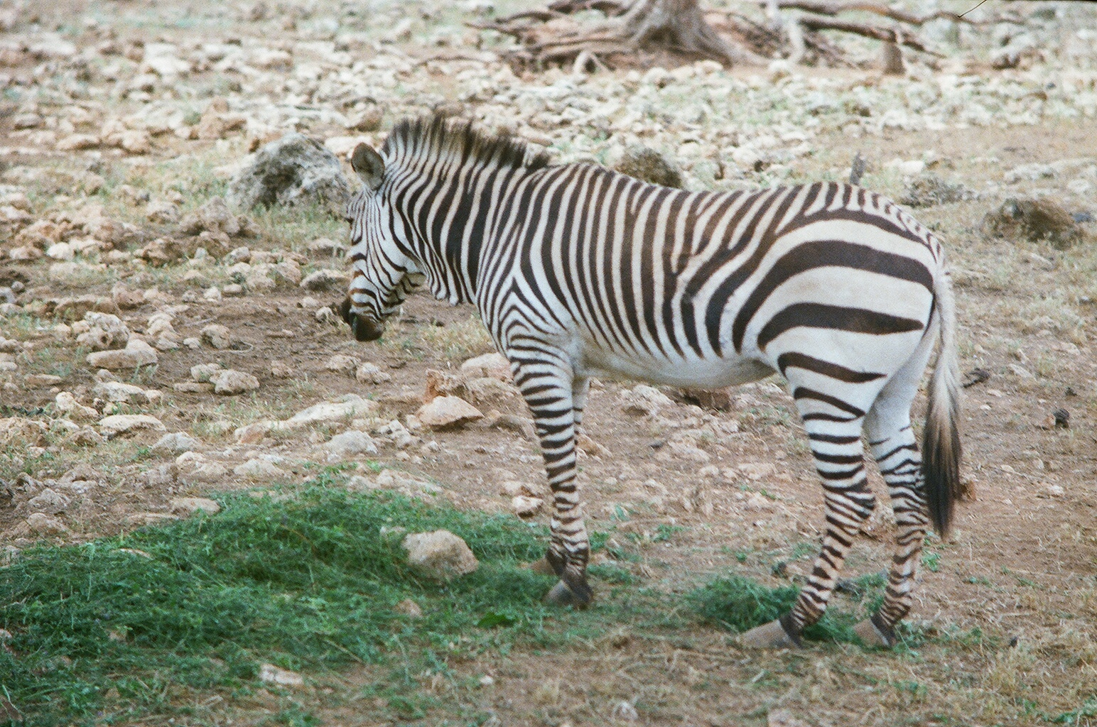 Auto Safari Zoo 1989 - Hartmanns Mountain Zebra