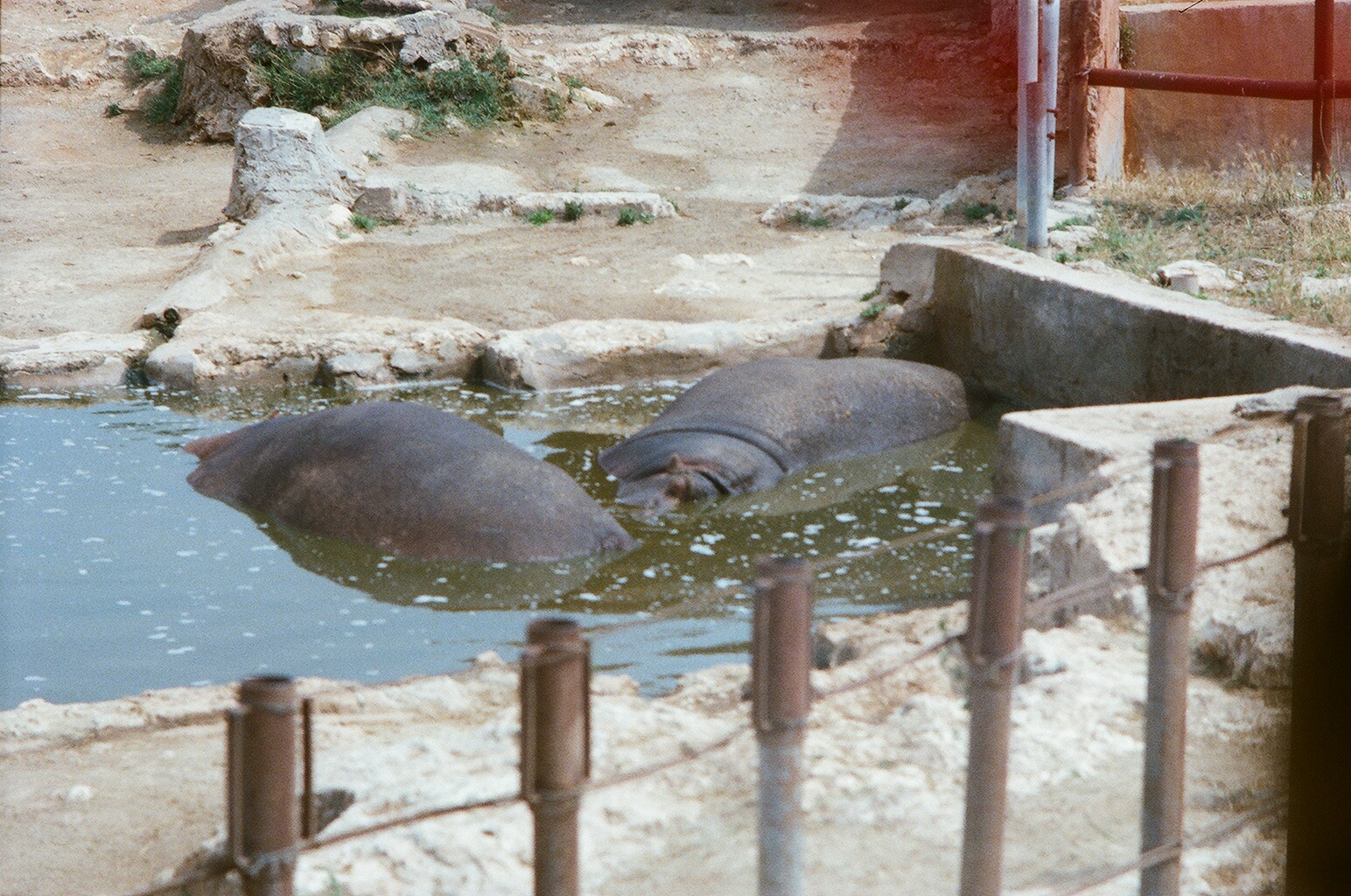 Auto Safari Zoo 1989 - Hippopotamus