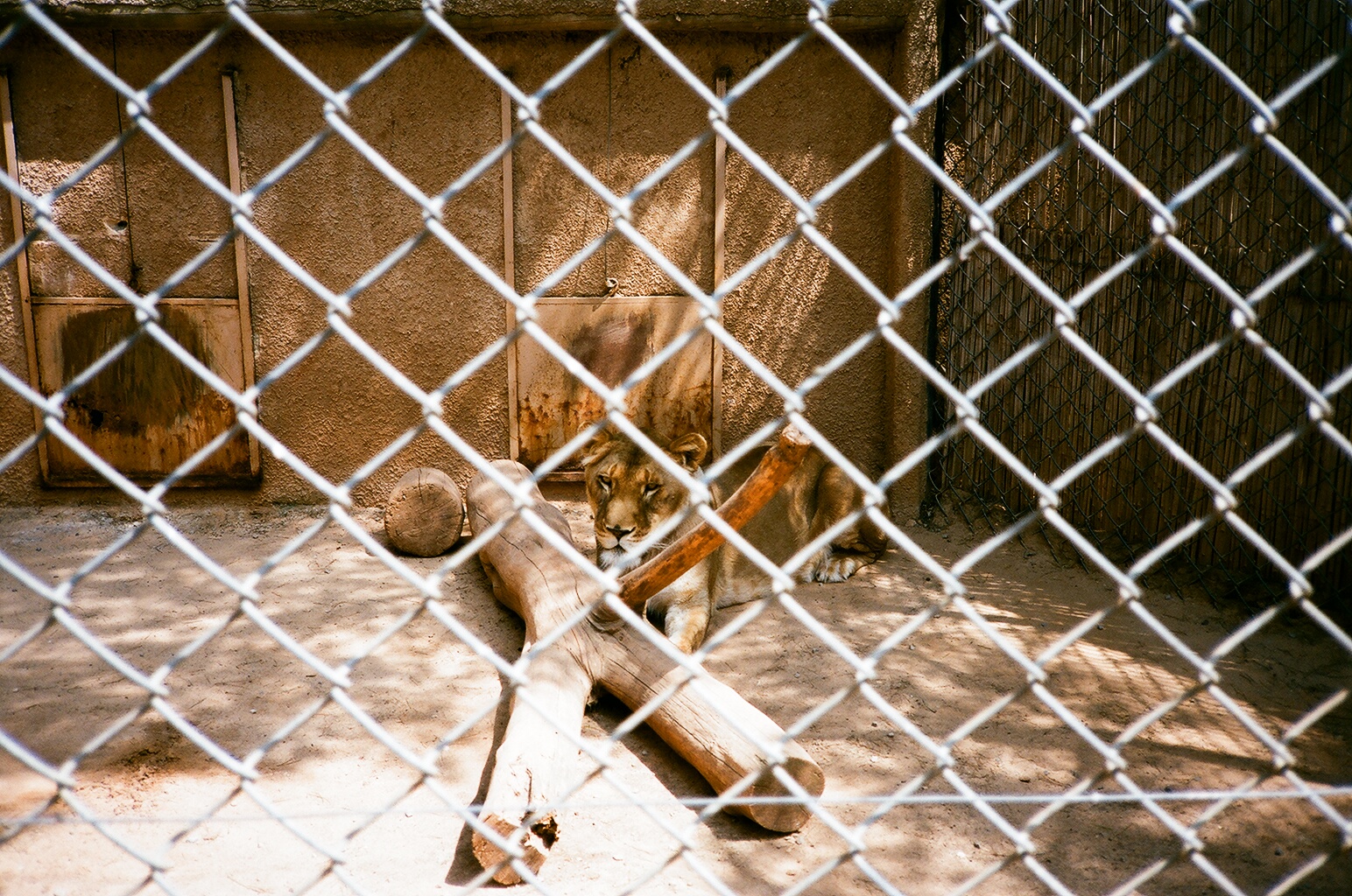 Auto Safari Zoo 1989 - Lion cage