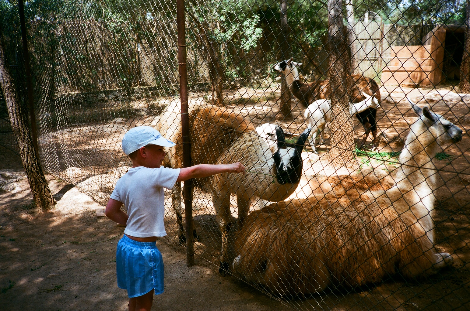 Auto Safari Zoo 1989 - Llama enclosure