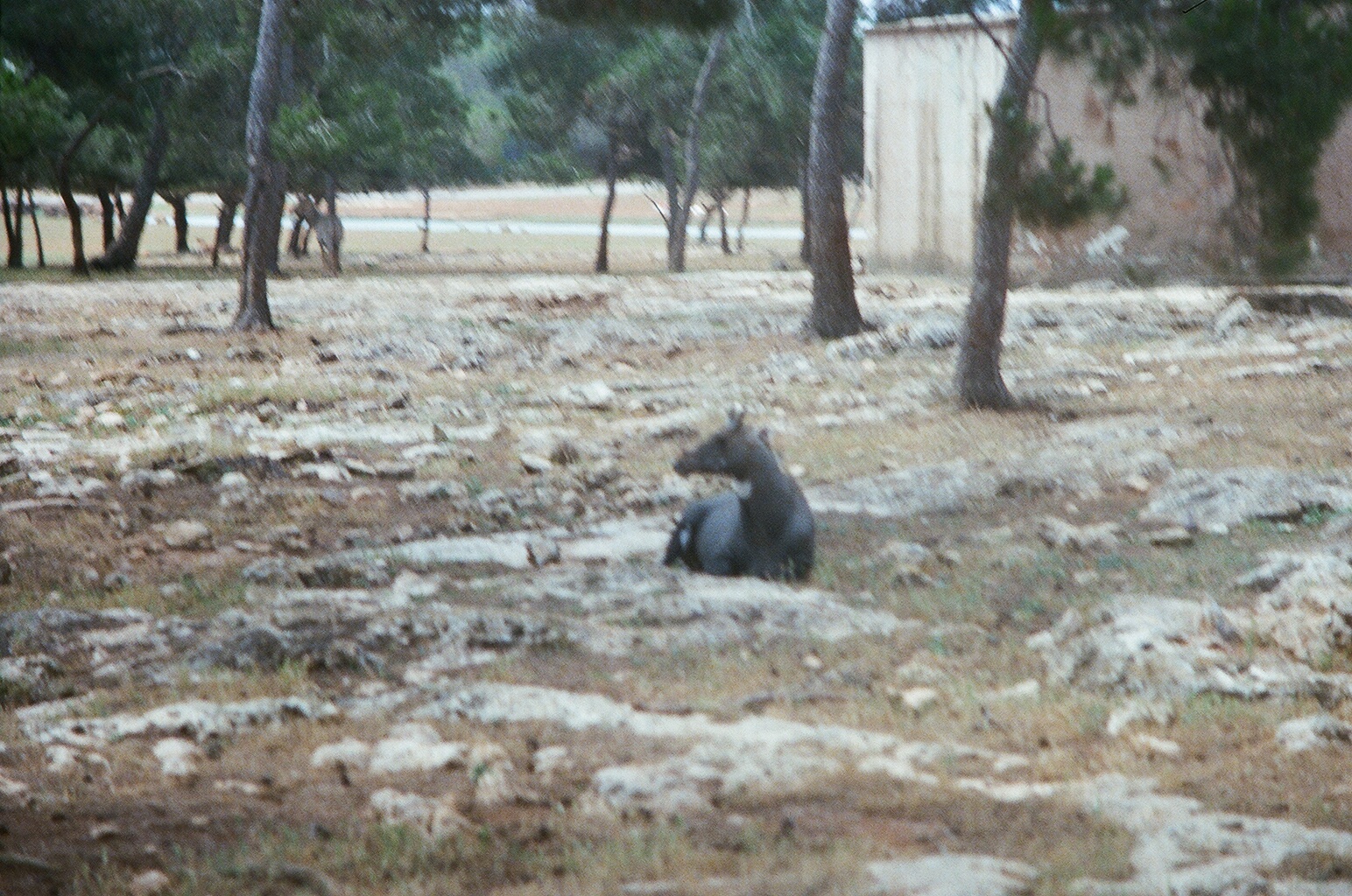 Auto Safari Zoo 1989 - Nilgai