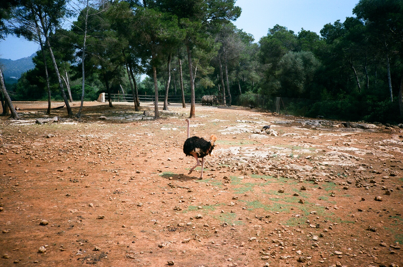Auto Safari Zoo 1989 - Ostrich and White Rhinoceros