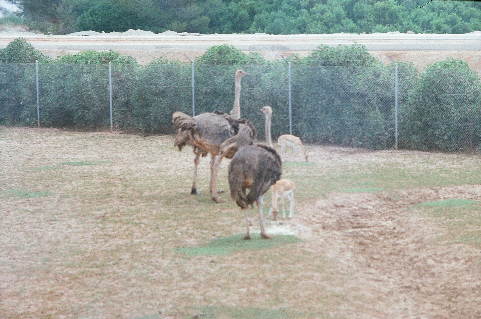 Auto Safari Zoo 1989 - Ostrich