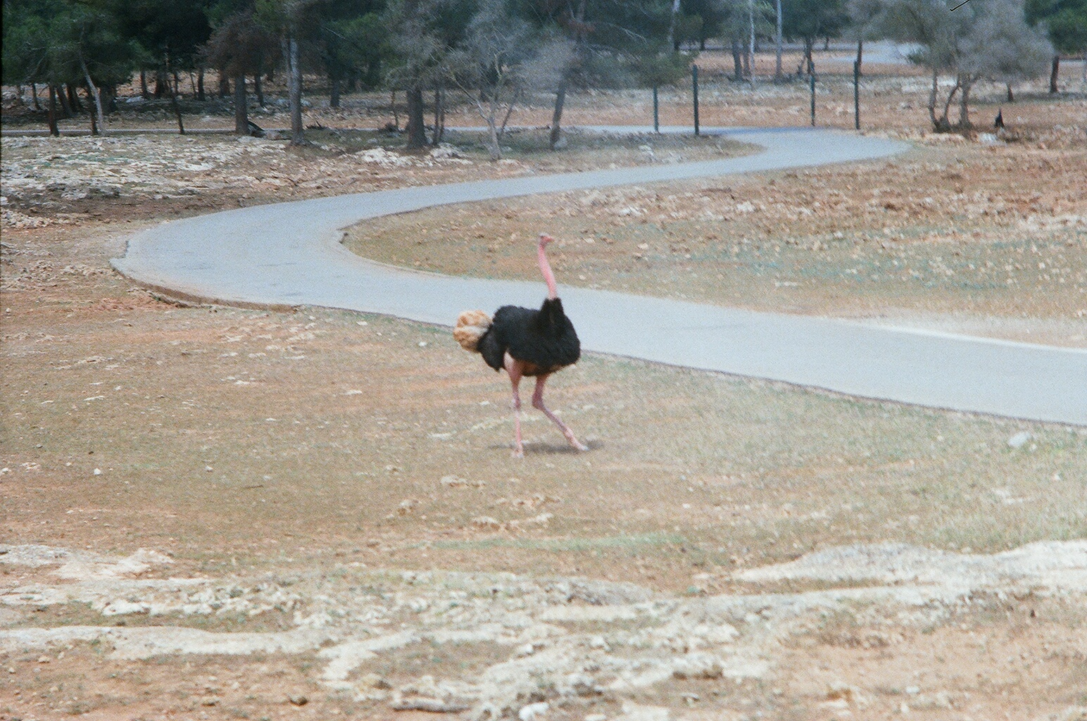 Auto Safari Zoo 1989 - Ostrich