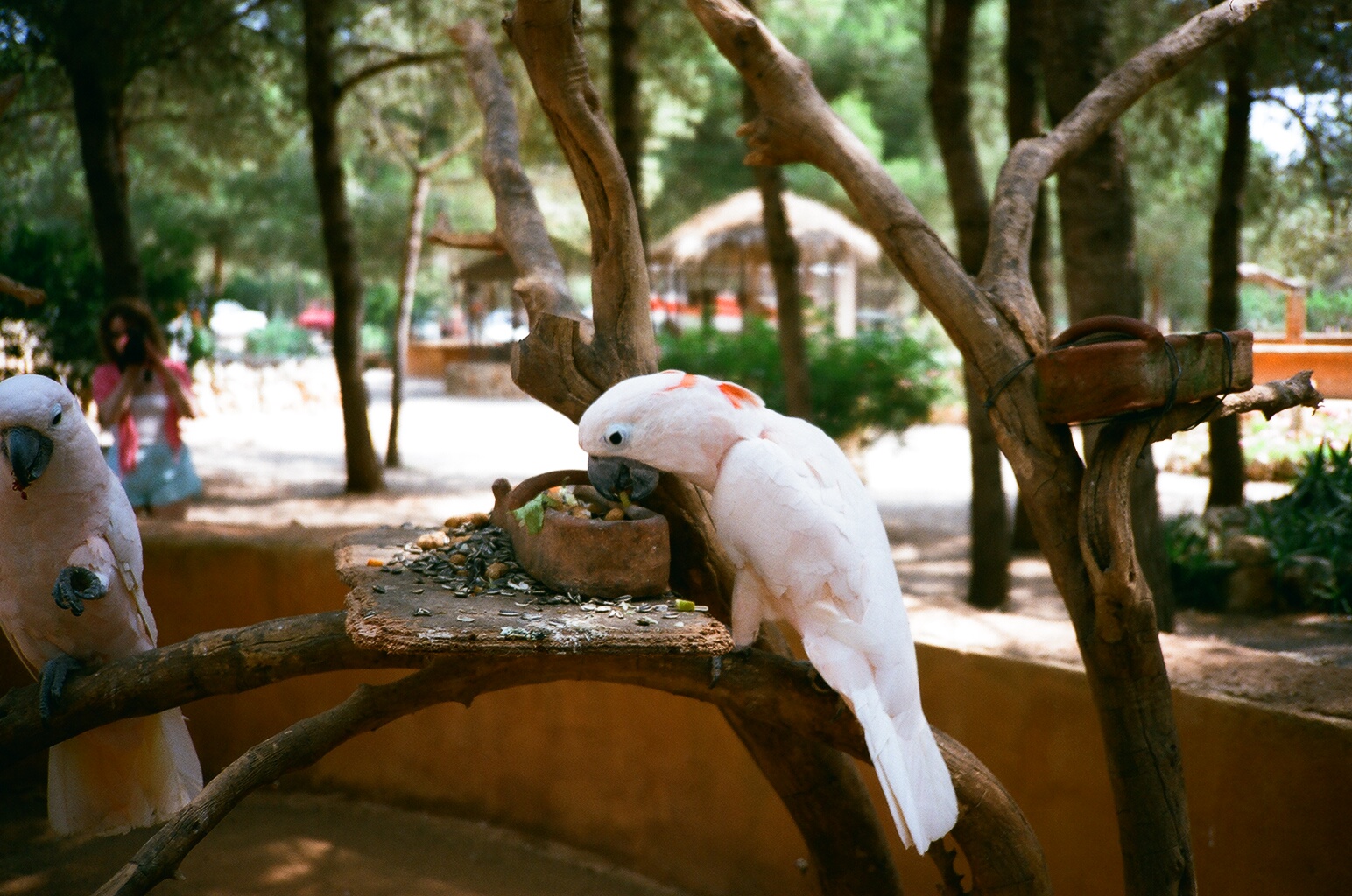 Auto Safari Zoo 1989 - Pink Cockatoo