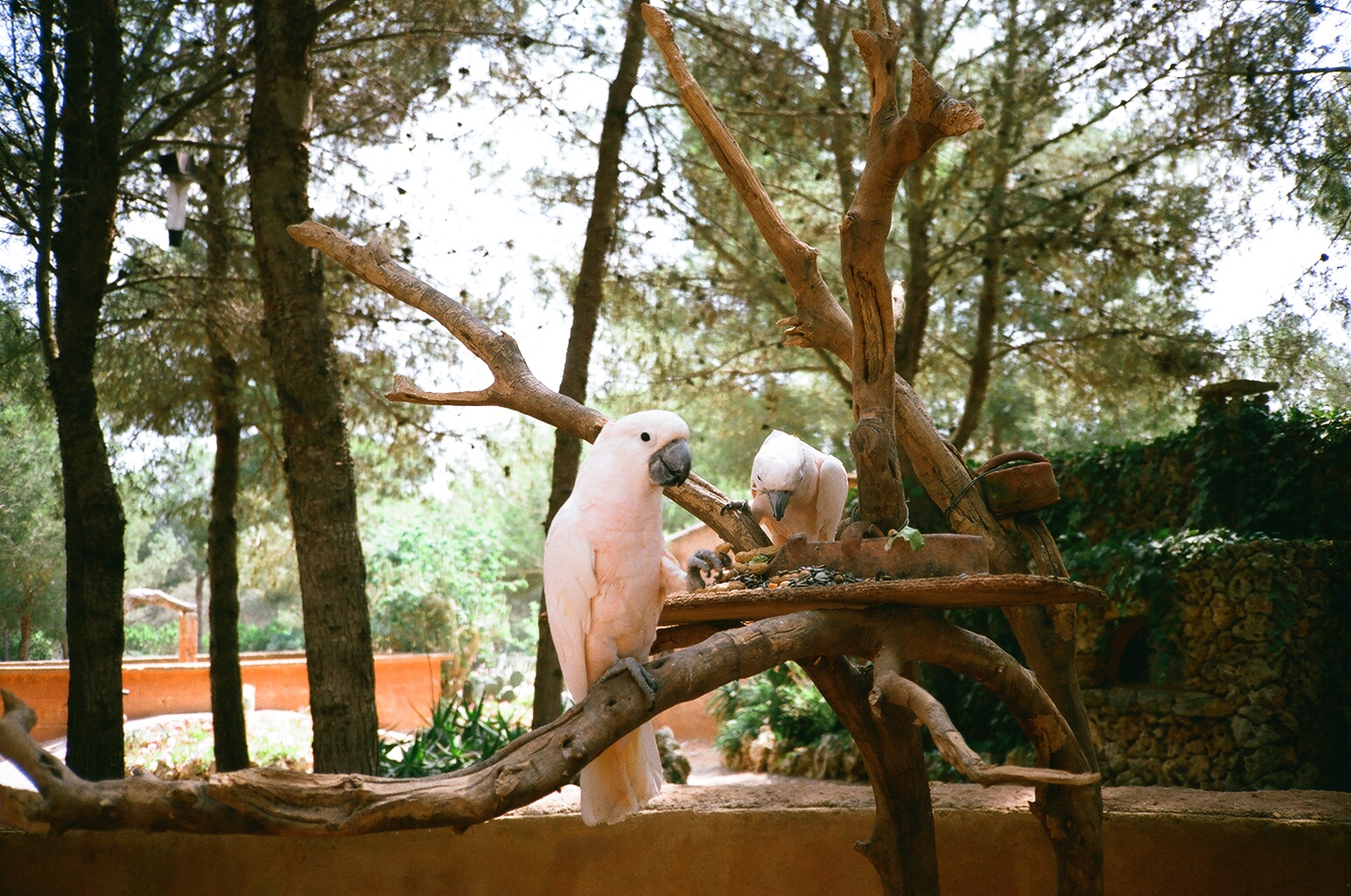 Auto Safari Zoo 1989 - Pink Cockatoo