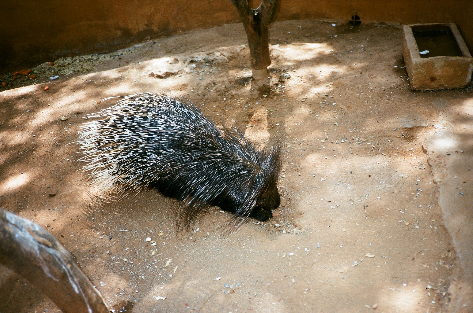Auto Safari Zoo 1989 - Porcupine