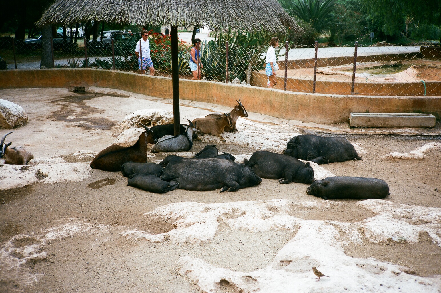Auto Safari Zoo 1989 - Pot-bellied pig and goat enclosure