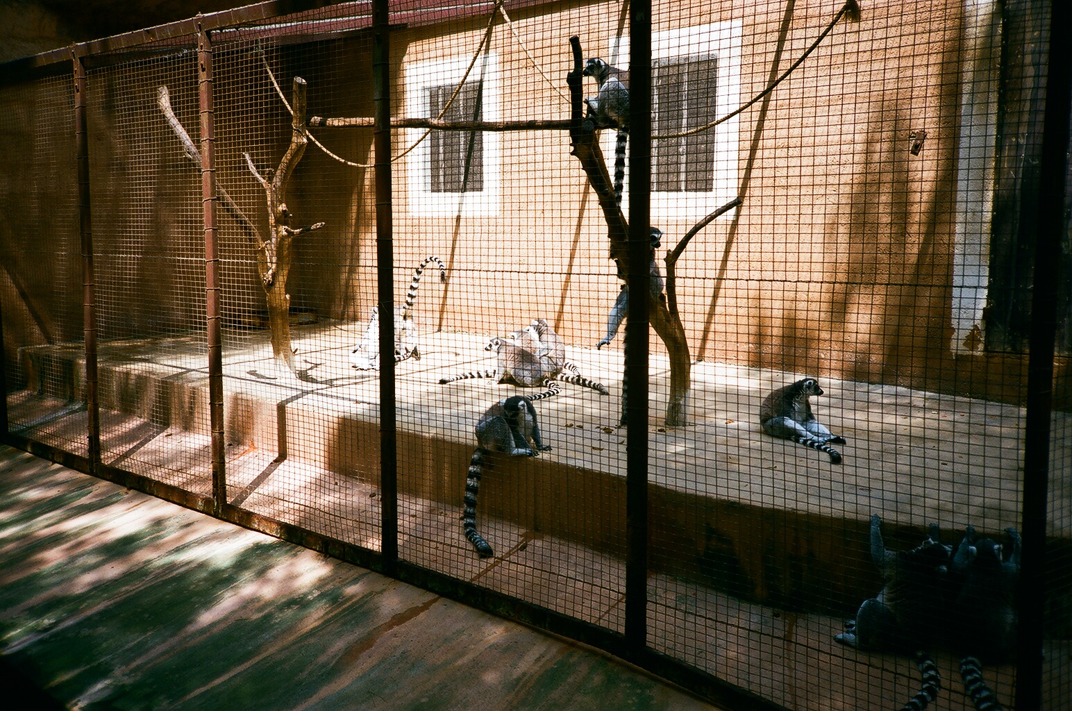 Auto Safari Zoo 1989 - Ringtailed Lemur cage