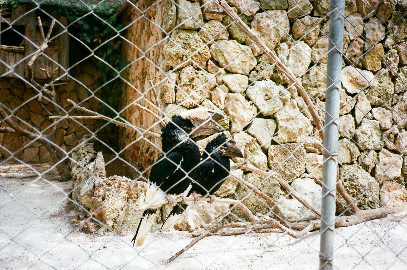 Auto Safari Zoo 1989 - Silvery-cheeked Hornbill