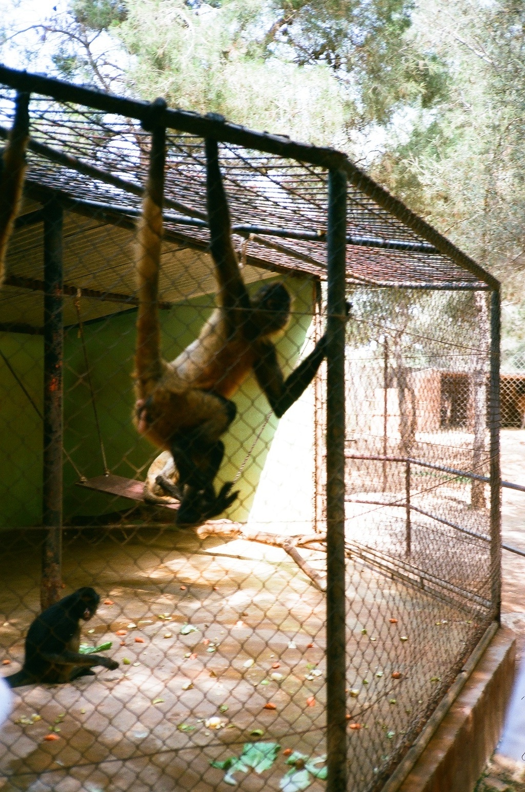 Auto Safari Zoo 1989 - Spider Monkey