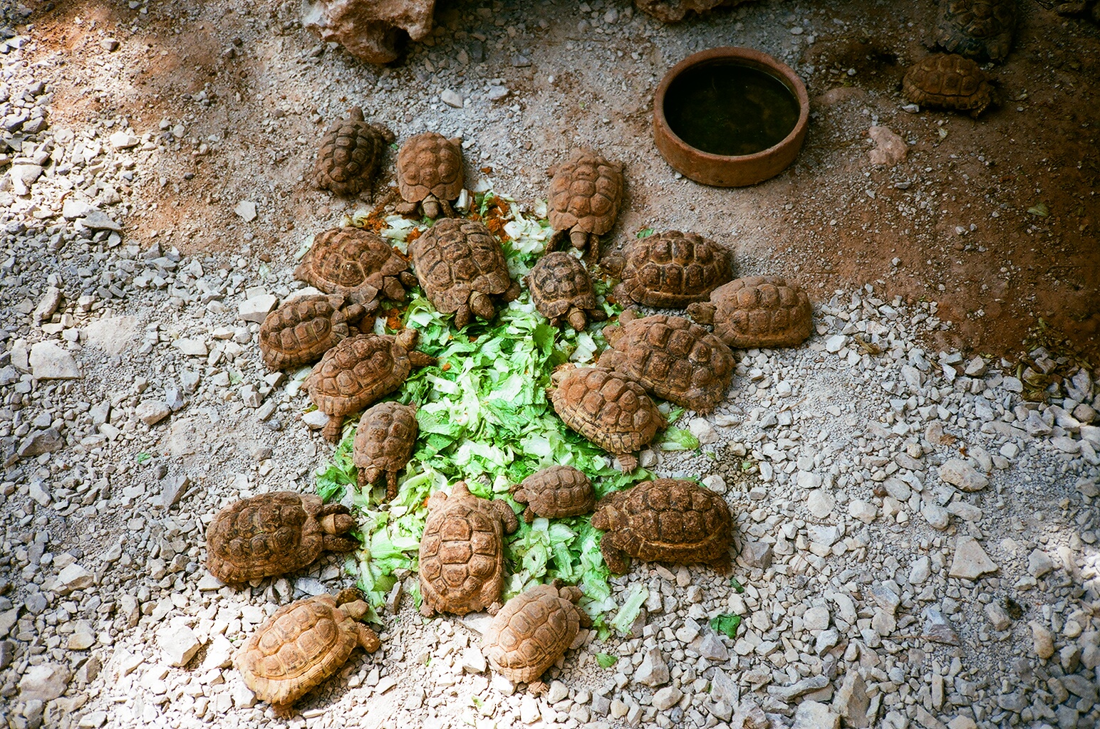 Auto Safari Zoo 1989 - Tortoise