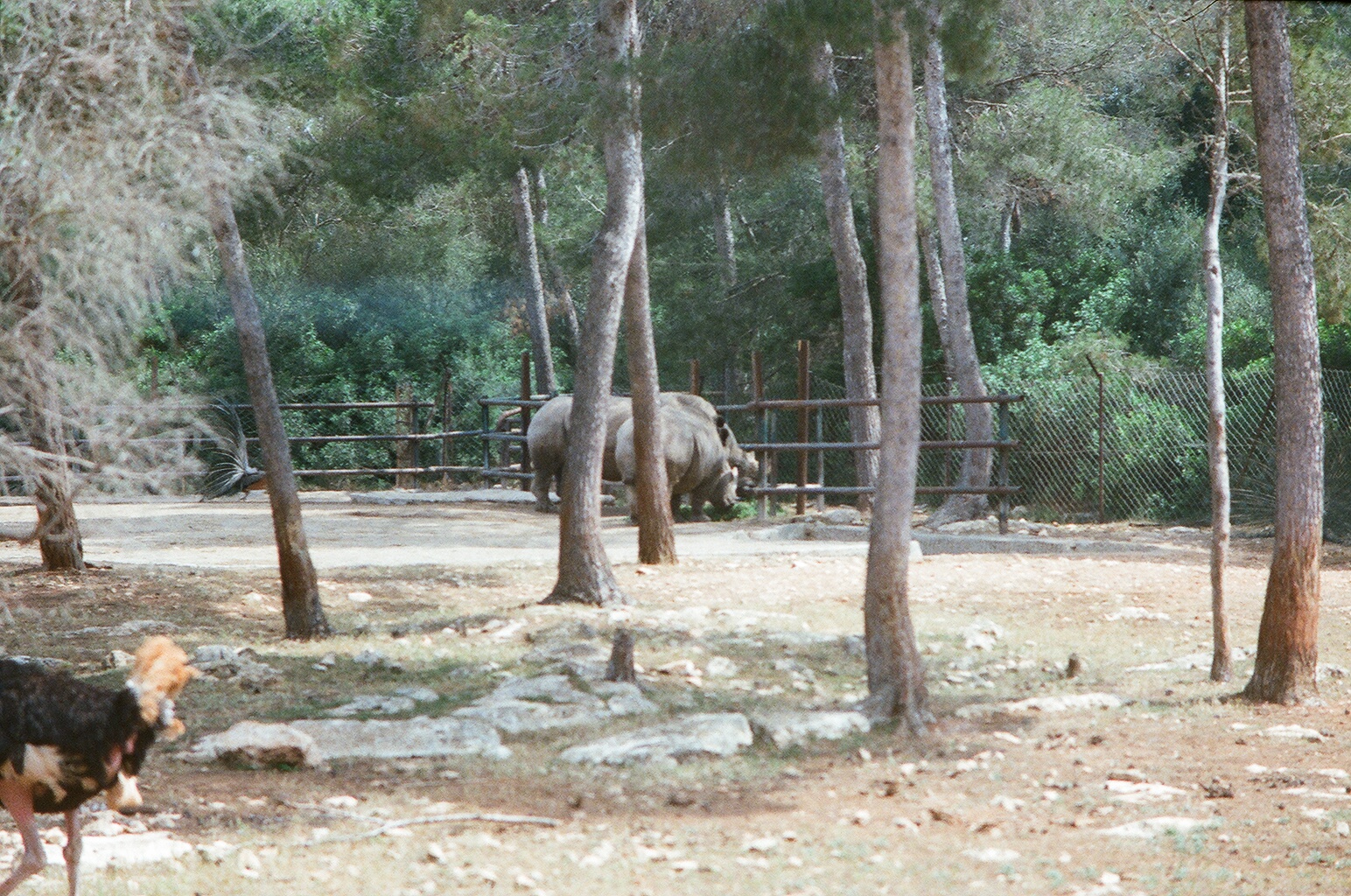 Auto Safari Zoo 1989 - White Rhinoceros