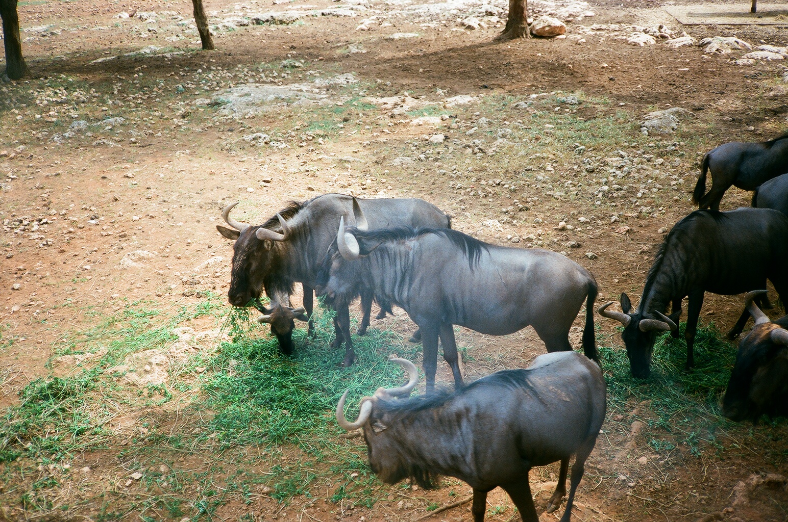 Auto Safari Zoo 1989 - Wildebeest