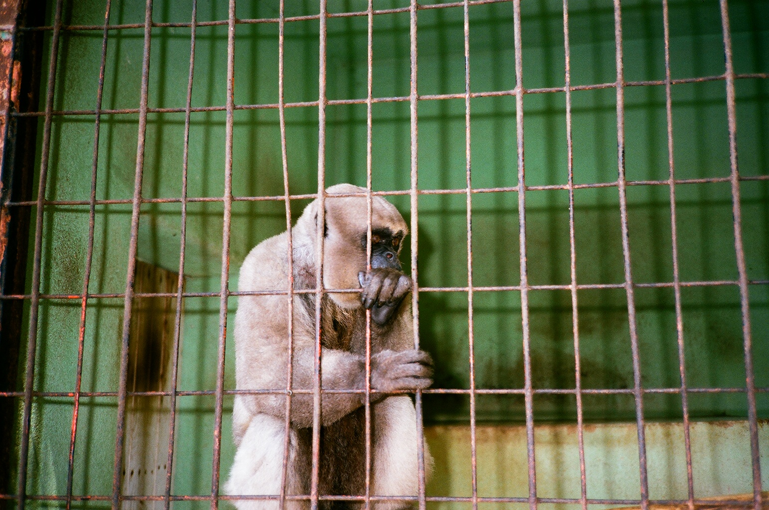 Auto Safari Zoo 1989 - Wolly Monkey