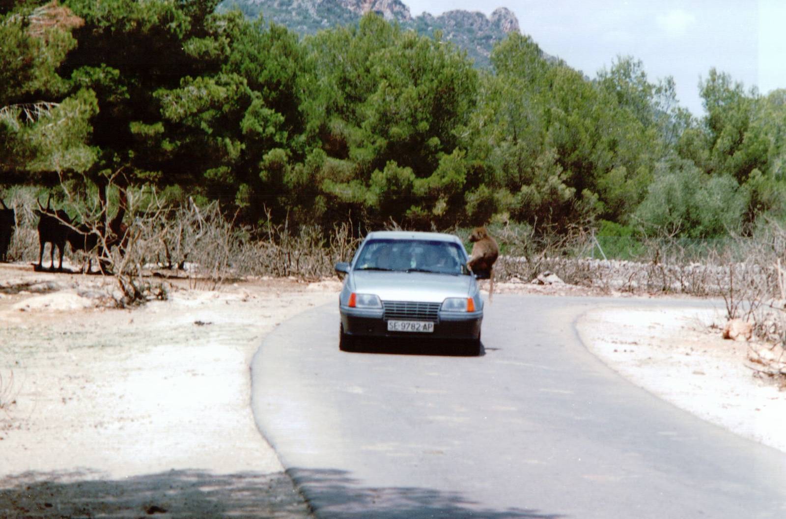Auto Safari Zoo 1993 - Baboon checks for delicacies in a passing car