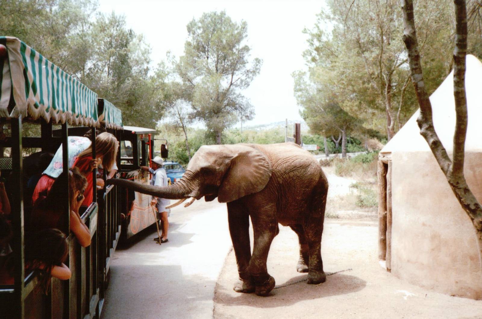 Auto Safari Zoo 1993 - Young elephant inspects the zoo train upon exiting t
