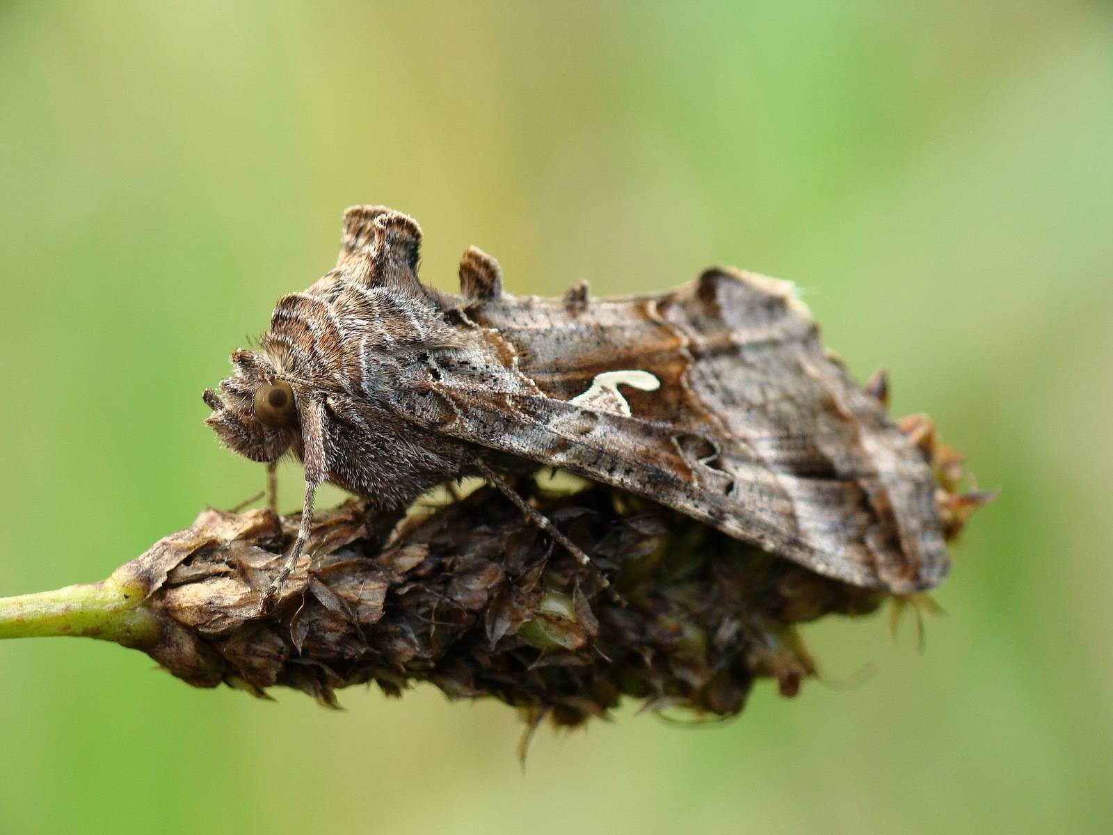 Autographa gamma