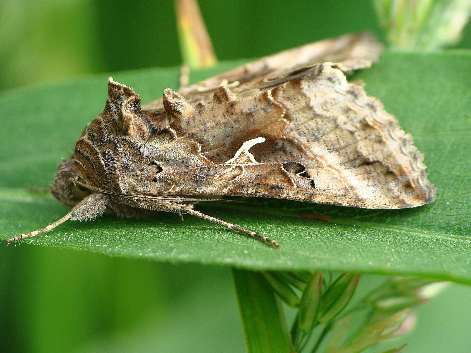 Autographa gamma