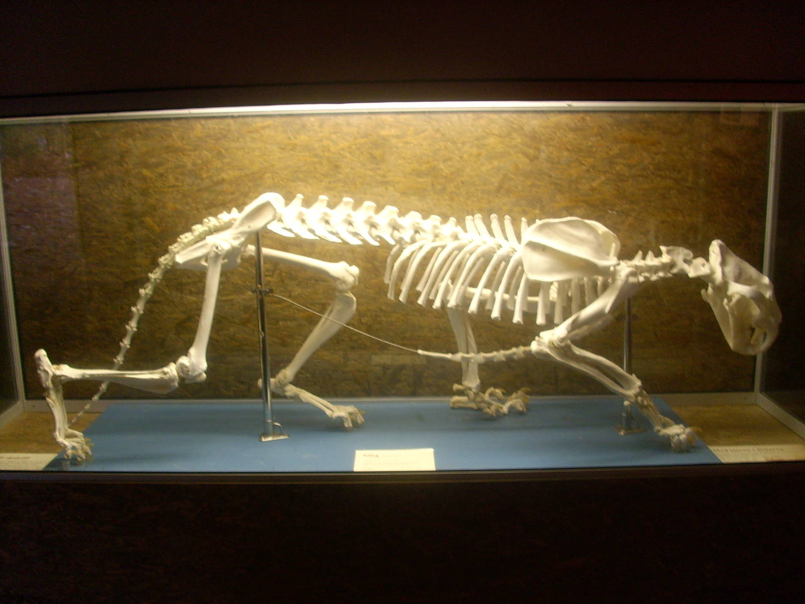 autumn at kolmården zoo