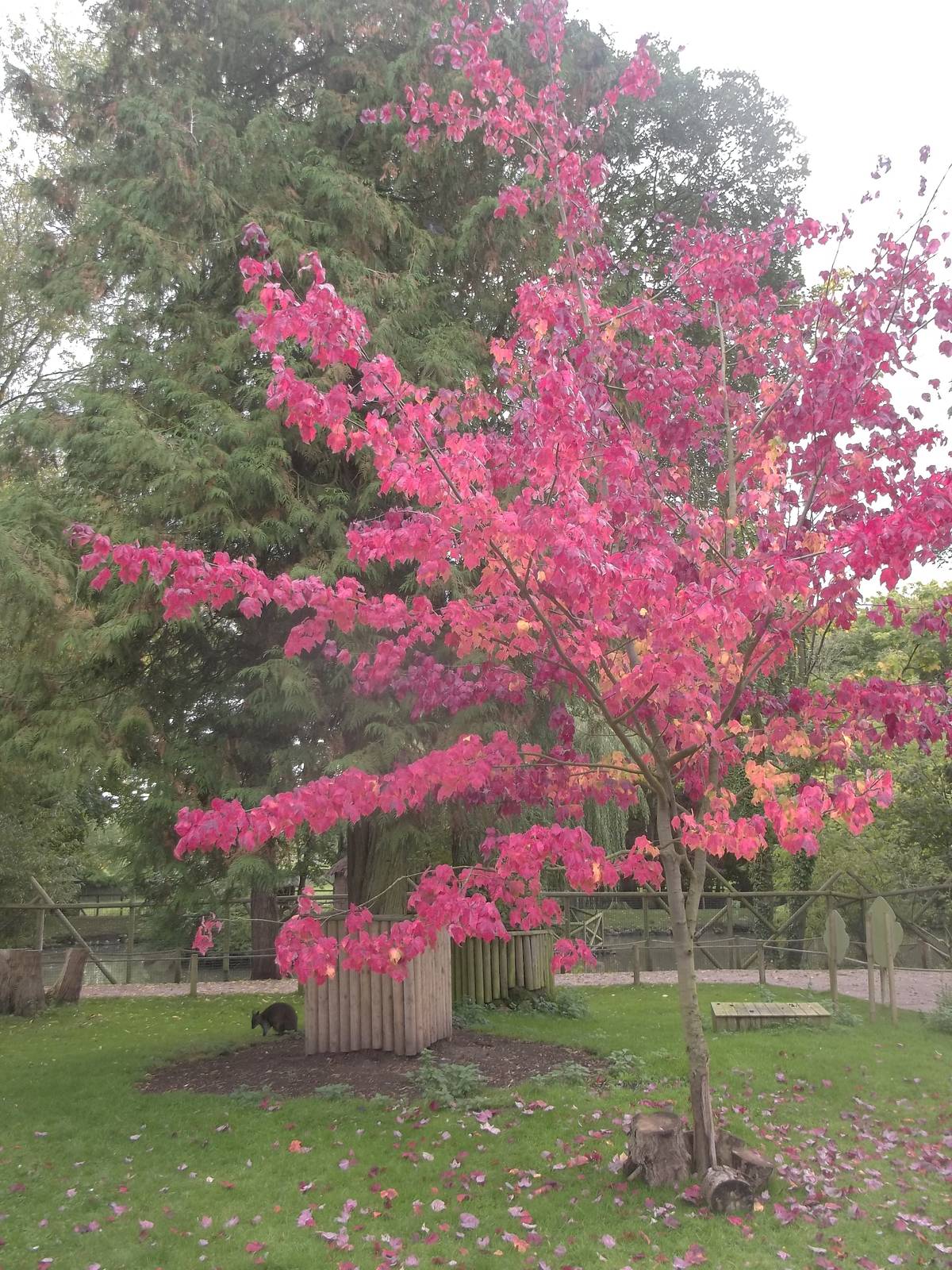 Autumn colours in the Wallaby exhibit, 8th October 2015