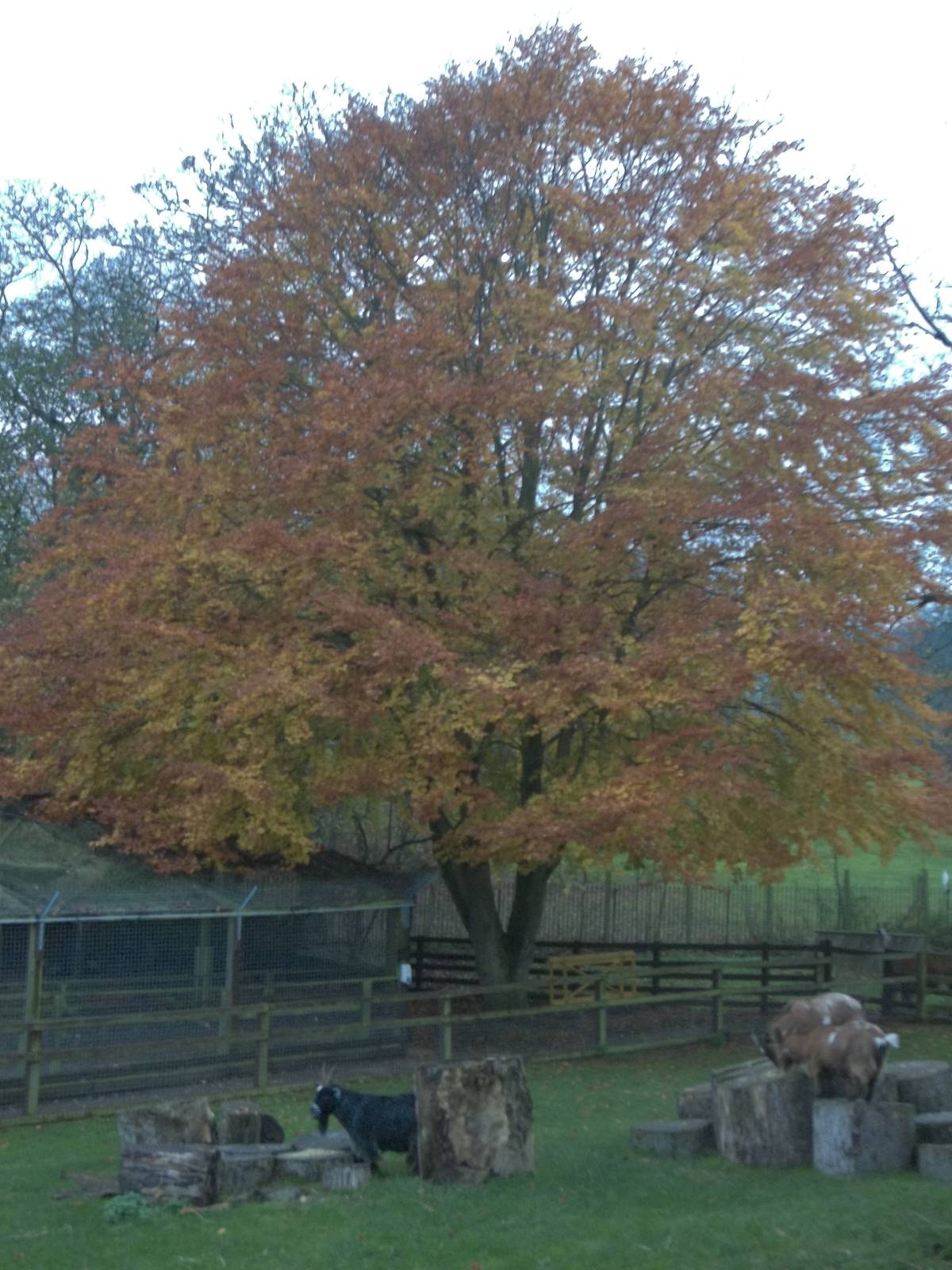 Autumn colours in the zoo, 16th November 2014