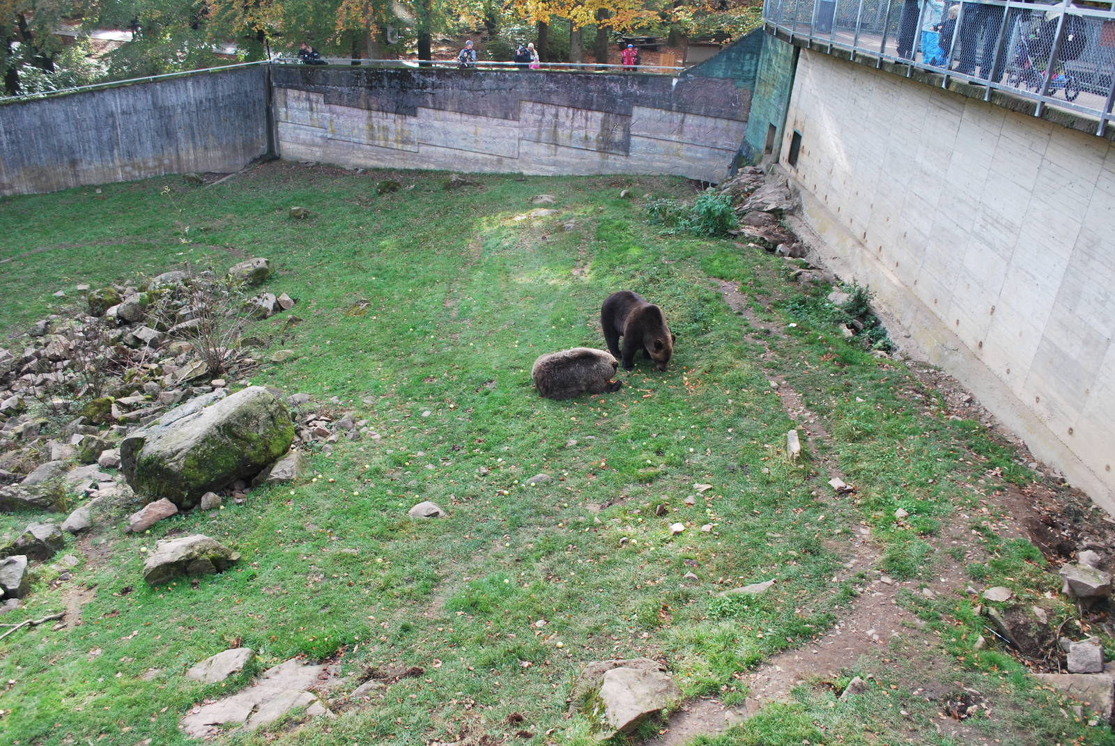 Autumn in Skanes Animal Park - adult brown bear enclosure