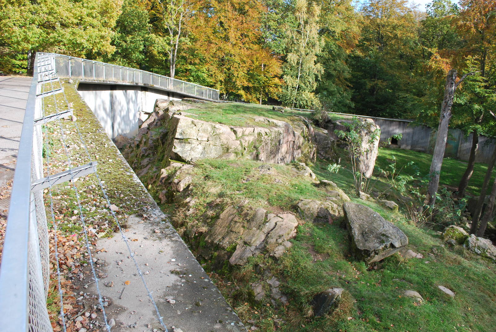 Autumn in Skanes Animal Park - adult brown bear enclosure