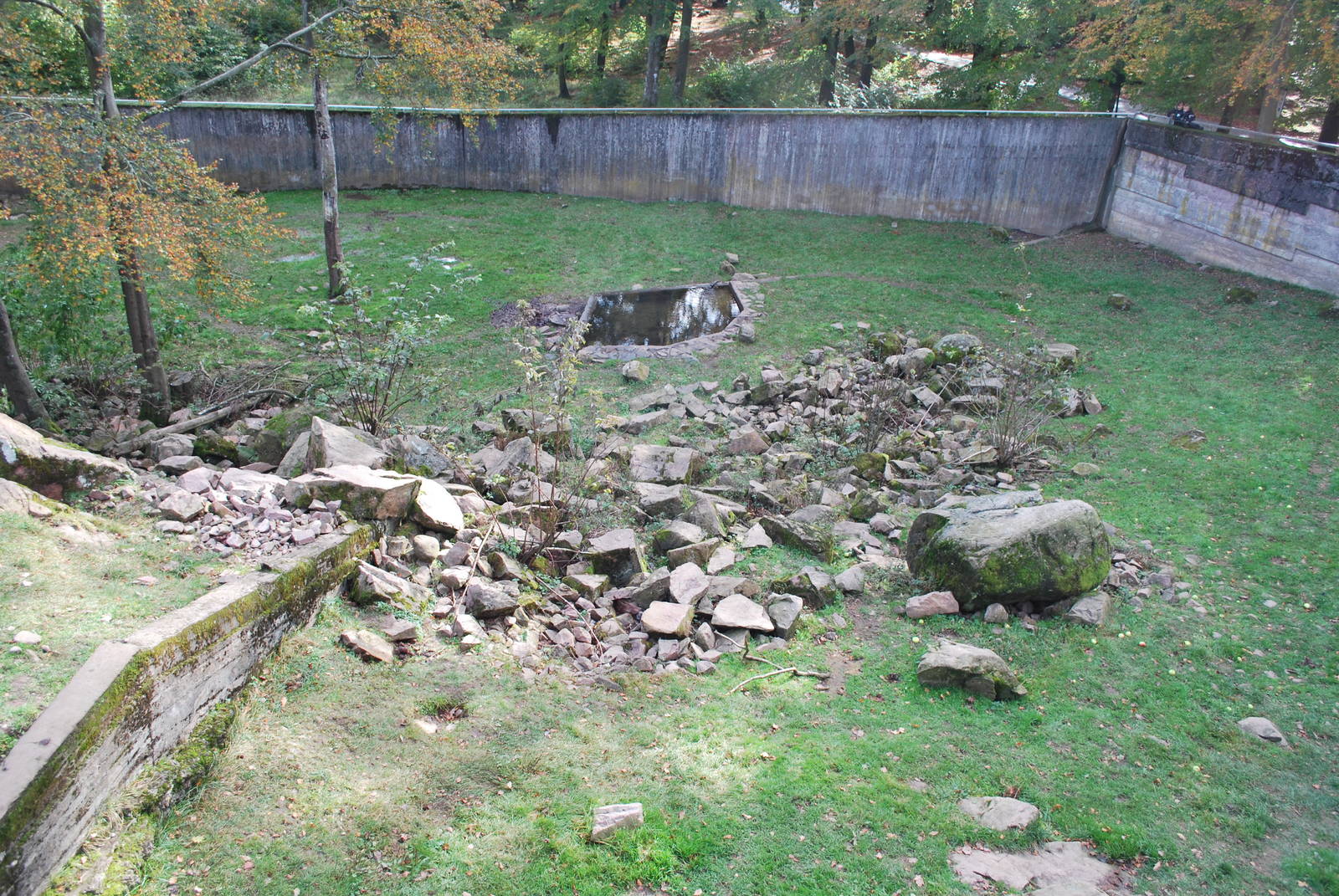 Autumn in Skanes Animal Park - adult brown bear enclosure