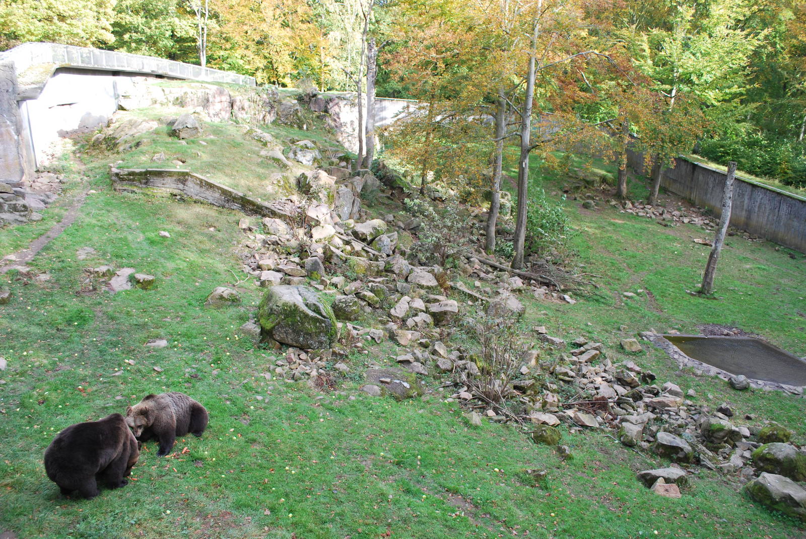 Autumn in Skanes Animal Park - adult brown bear enclosure