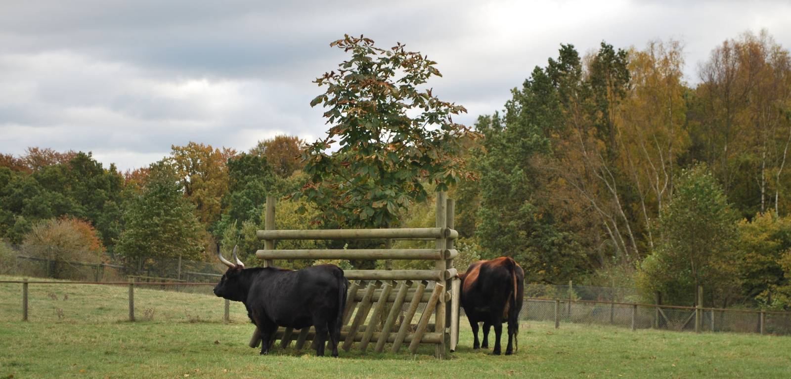 Autumn in Skanes Animal Park - aurochs