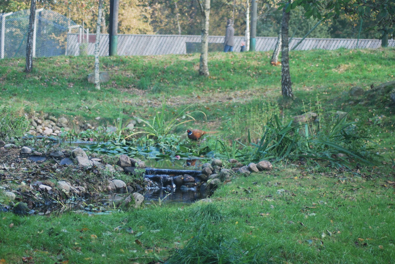 Autumn in Skanes Animal Park - big bird aviary