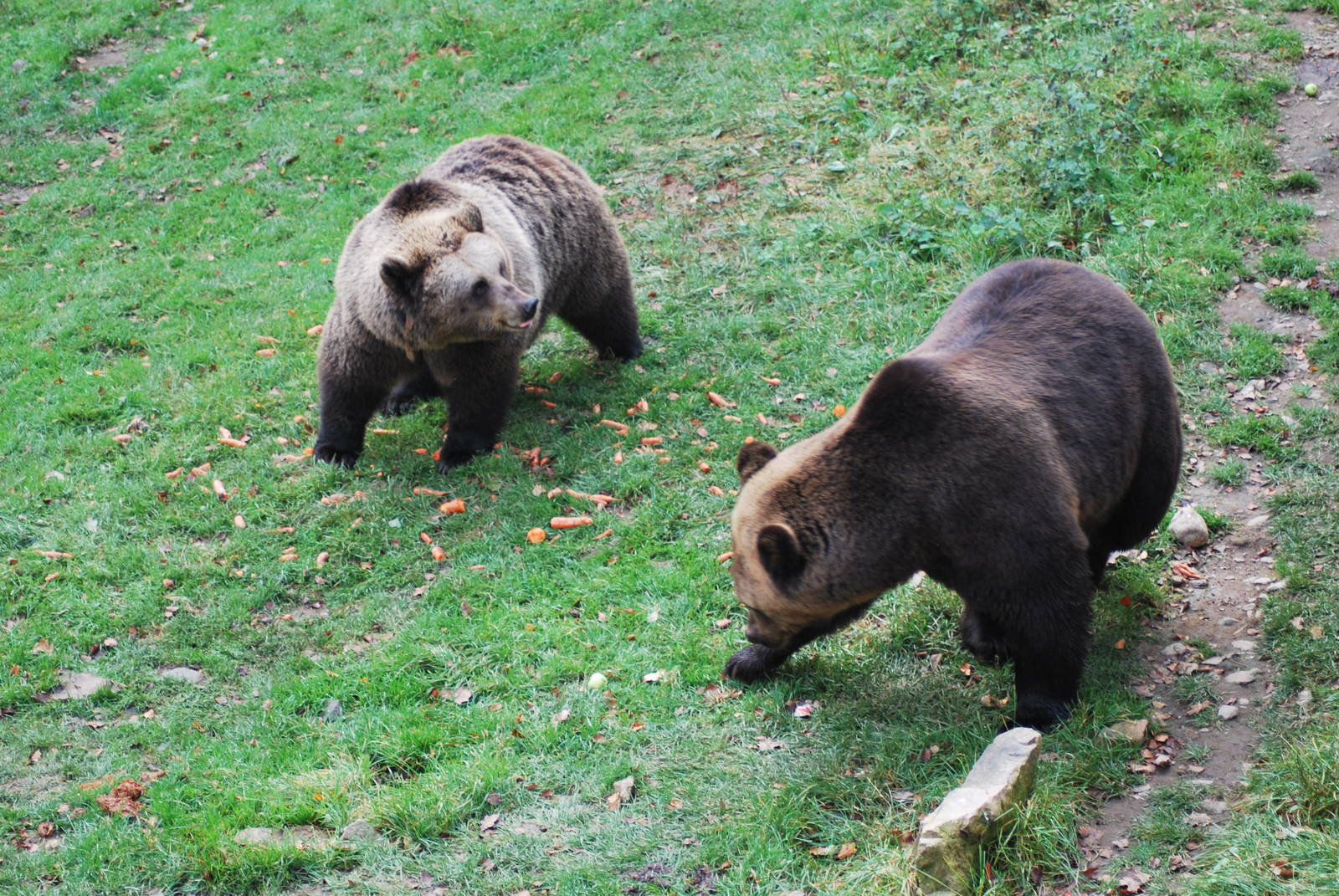 Autumn in Skanes Animal Park - brown bears in the adult´s enclosure being f