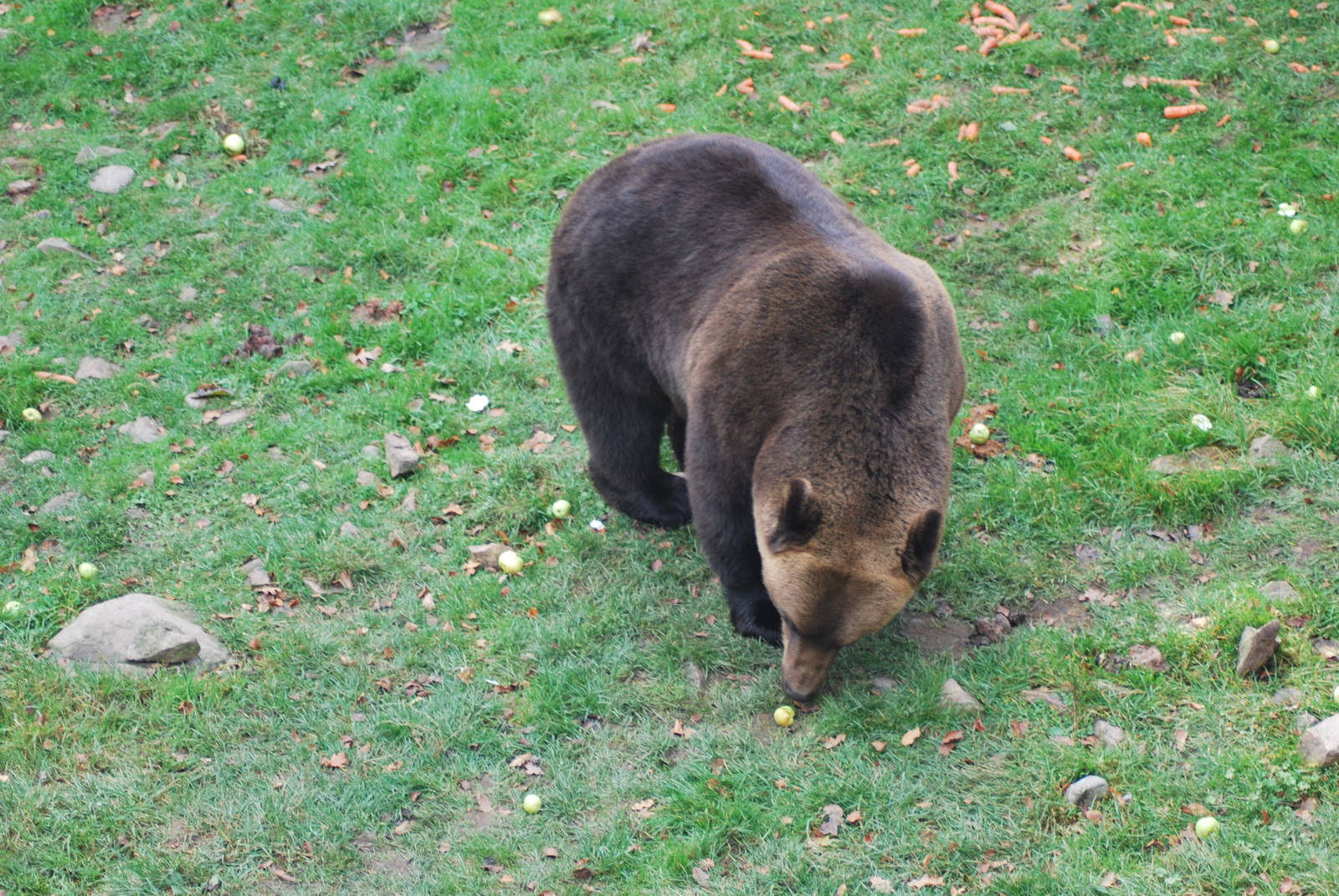 Autumn in Skanes Animal Park - brown bears in the adult´s enclosure being f