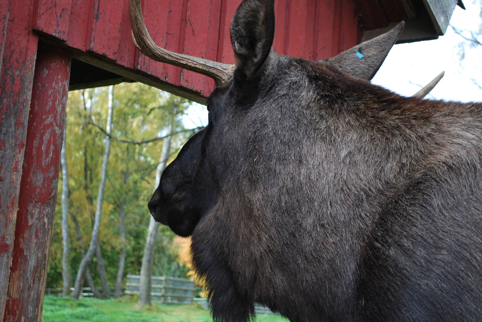 Autumn in Skanes Animal Park - Close encounter with young moose bull