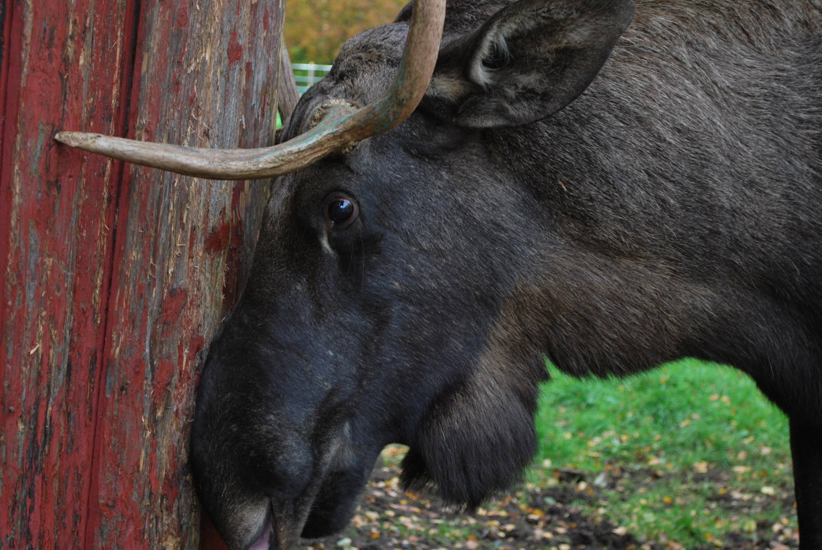 Autumn in Skanes Animal Park - Close encounter with young moose bull