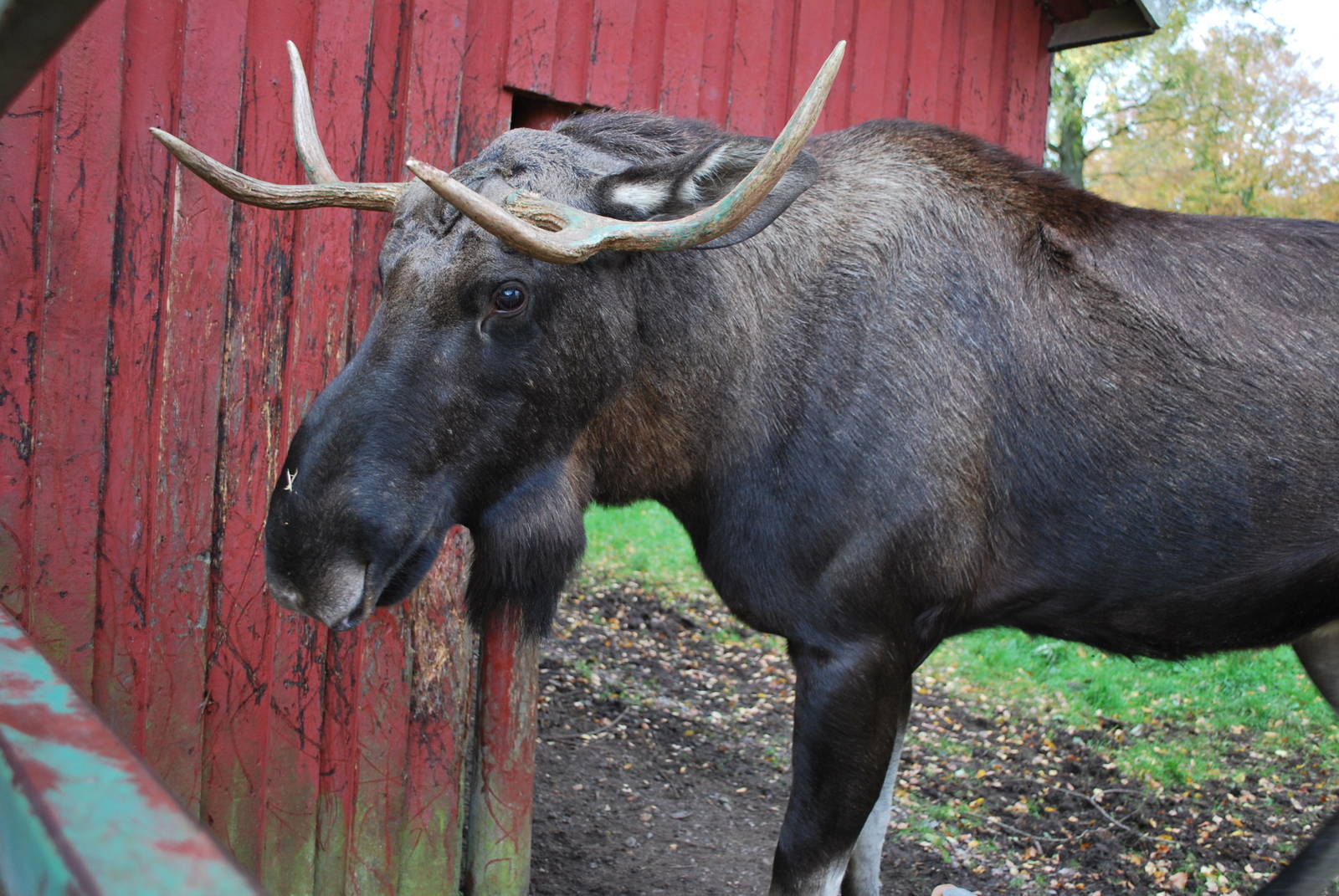 Autumn in Skanes Animal Park - Close encounter with young moose bull