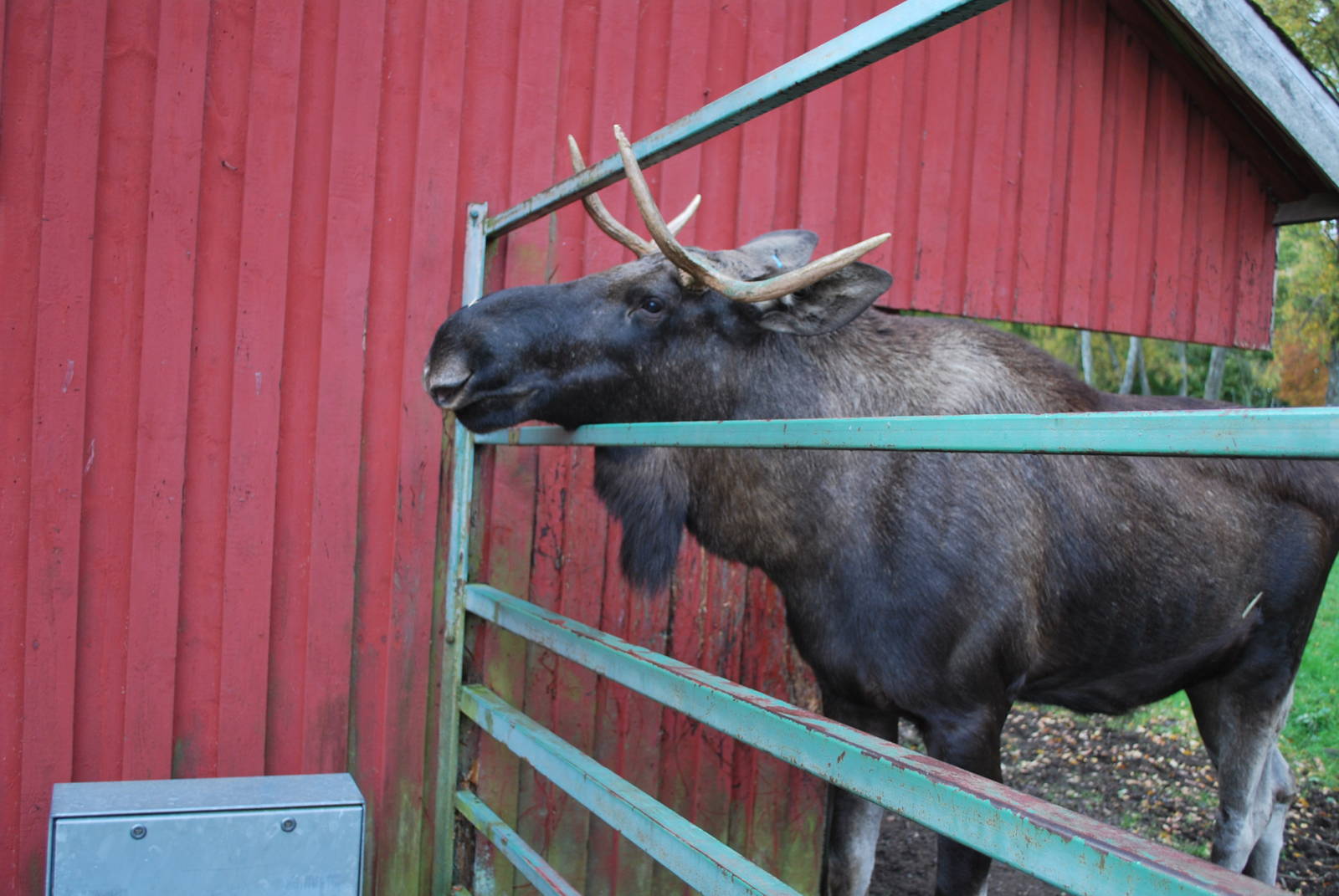 Autumn in Skanes Animal Park - Close encounter with young moose bull