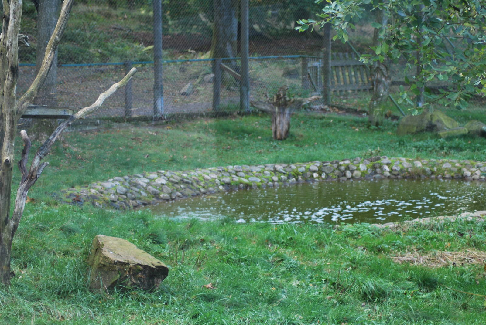 Autumn in Skanes Animal Park - details from the lynx enclosure
