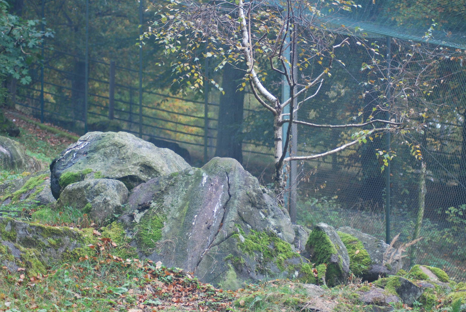 Autumn in Skanes Animal Park - eagle owl aviary