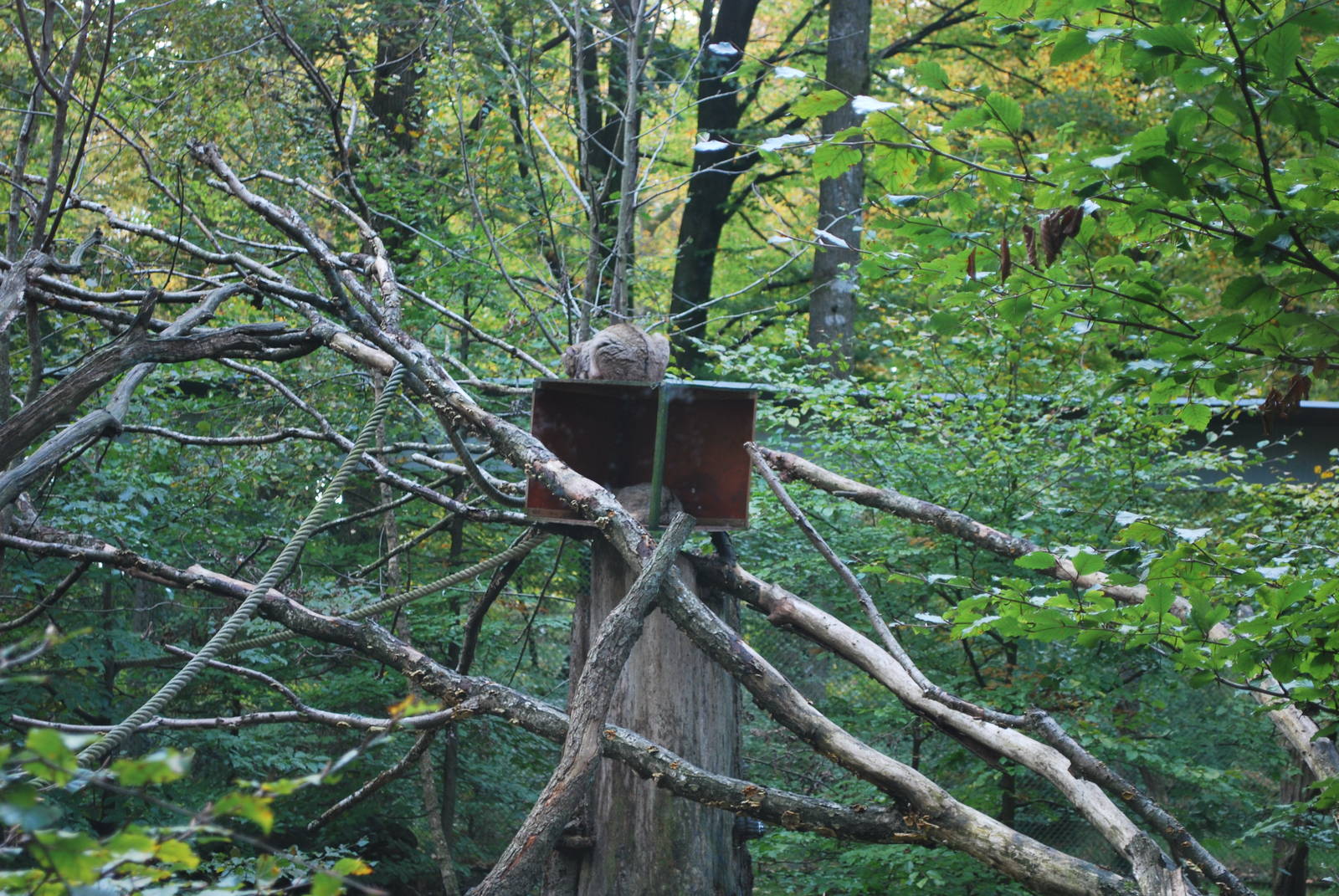 Autumn in Skanes Animal Park - European wild cat enclosure