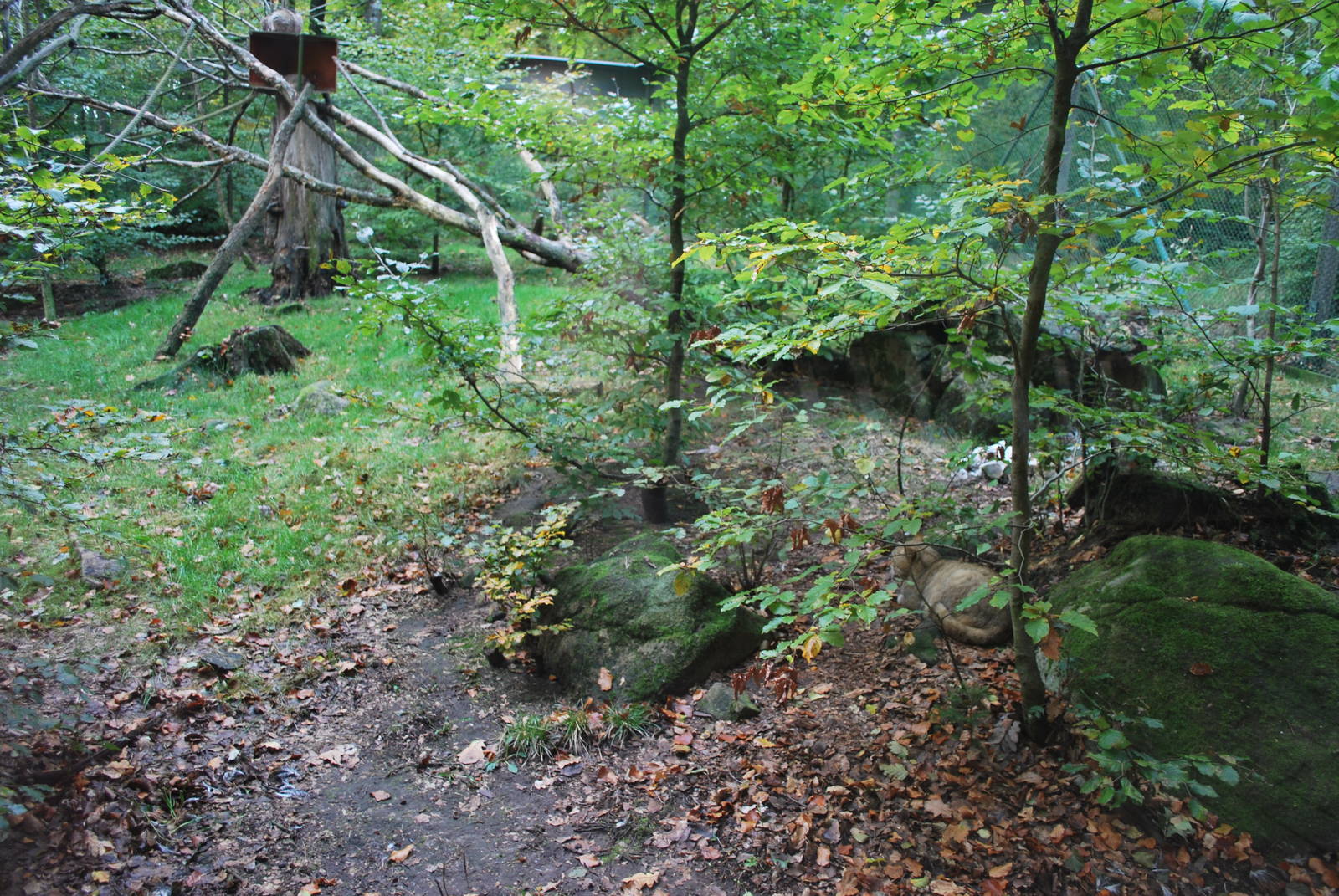 Autumn in Skanes Animal Park - European wild cat enclosure