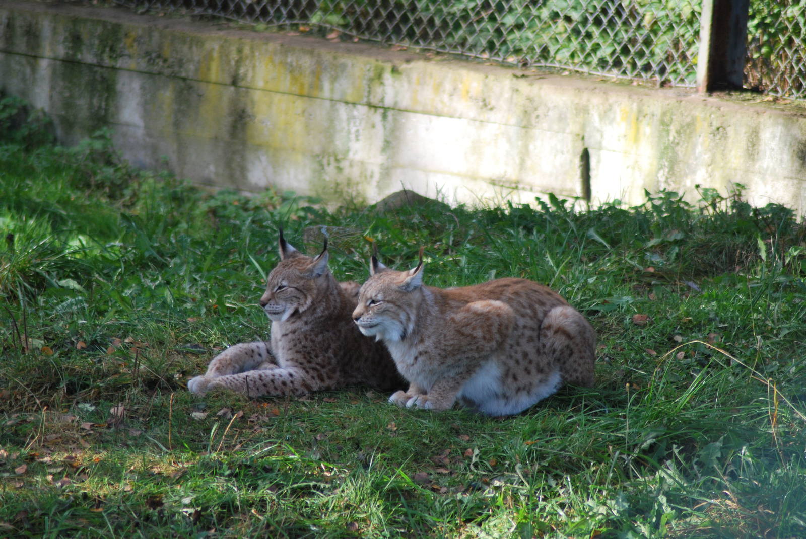 Autumn in Skanes Animal Park - lynx
