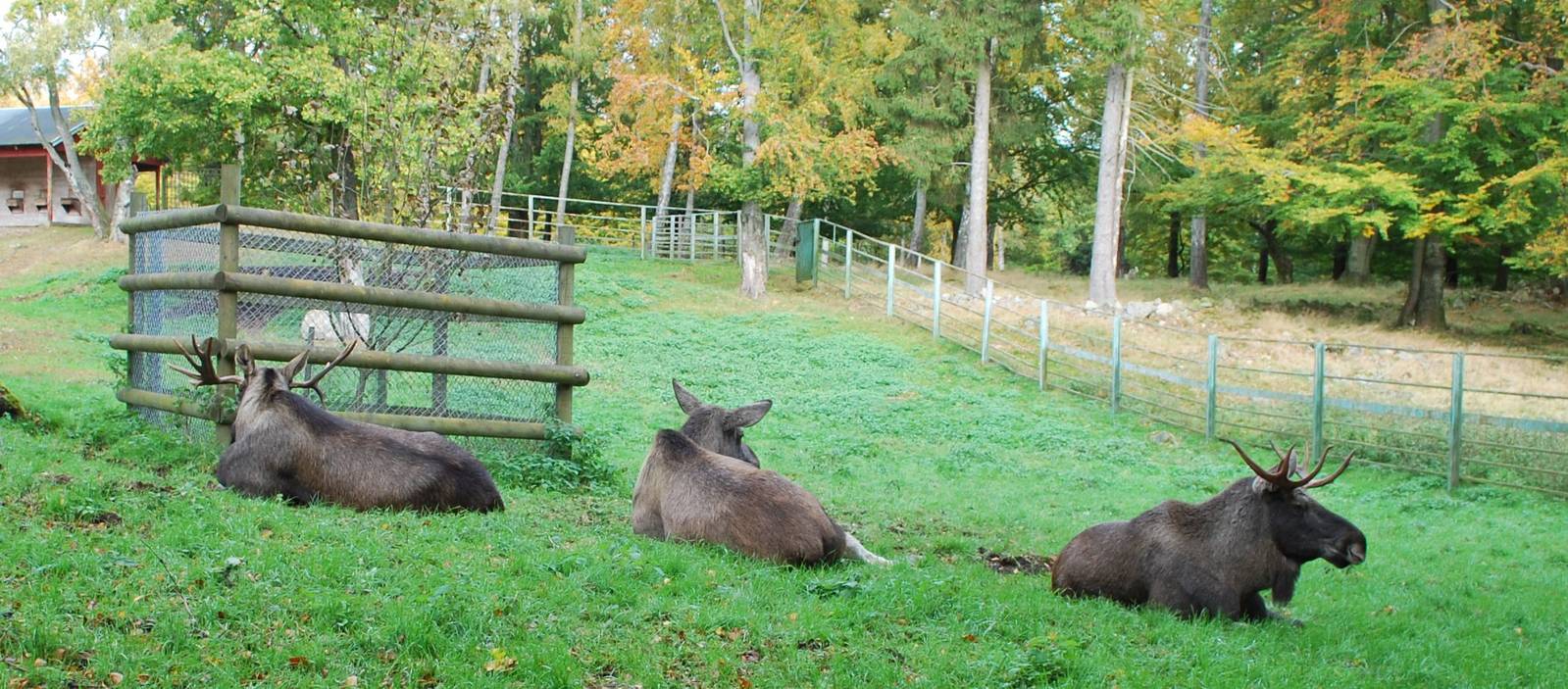 Autumn in Skanes Animal Park - More moose pictures