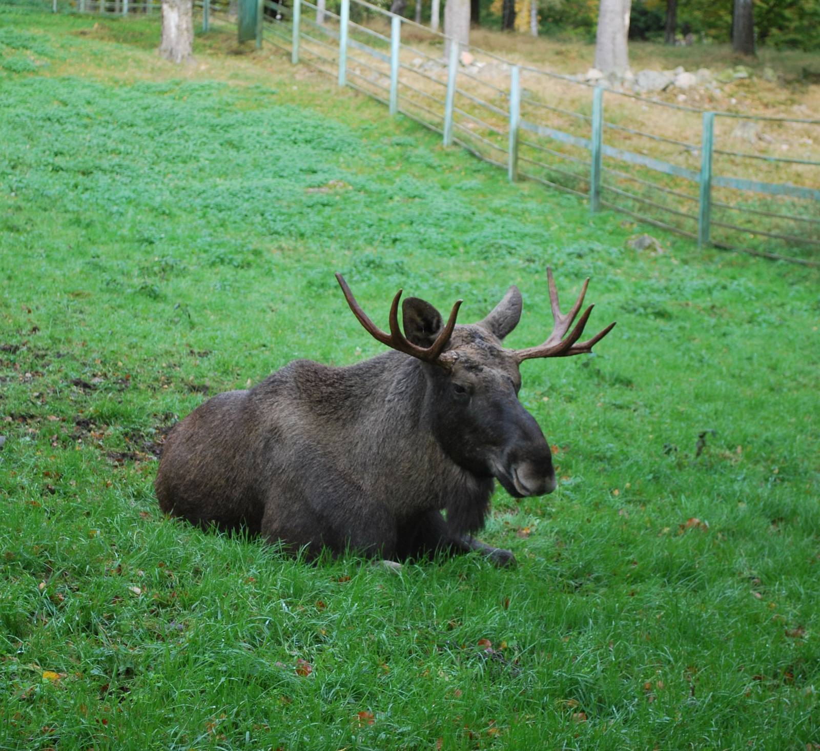 Autumn in Skanes Animal Park - More moose pictures