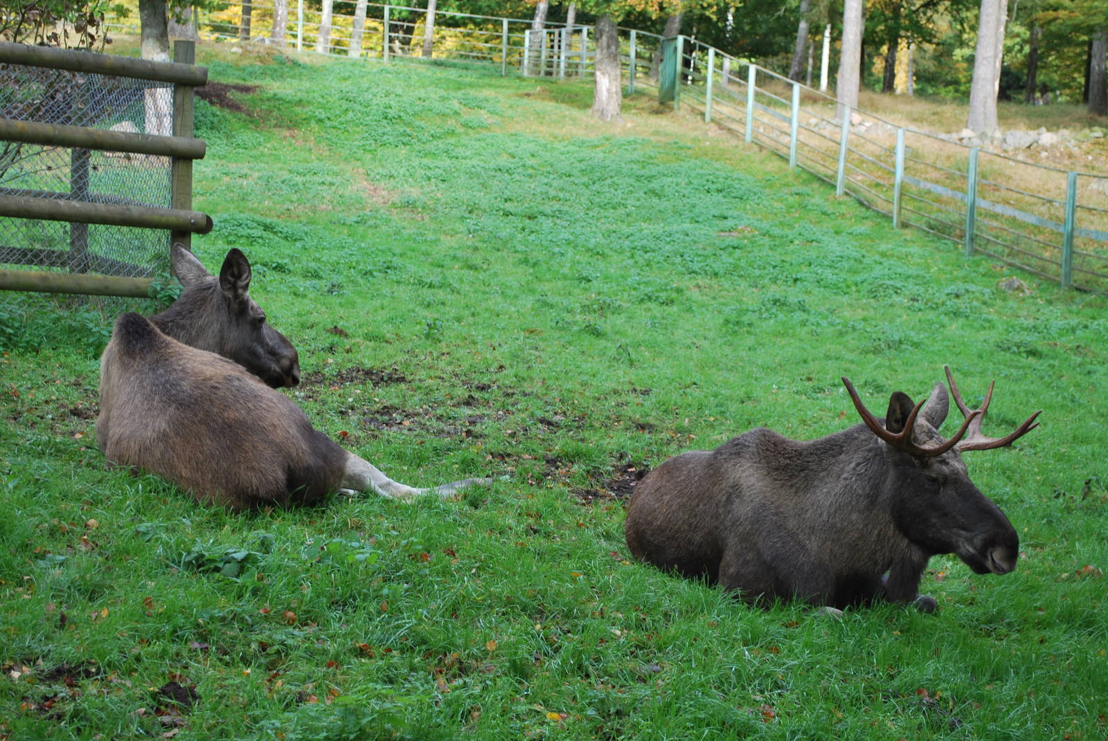 Autumn in Skanes Animal Park - More moose pictures