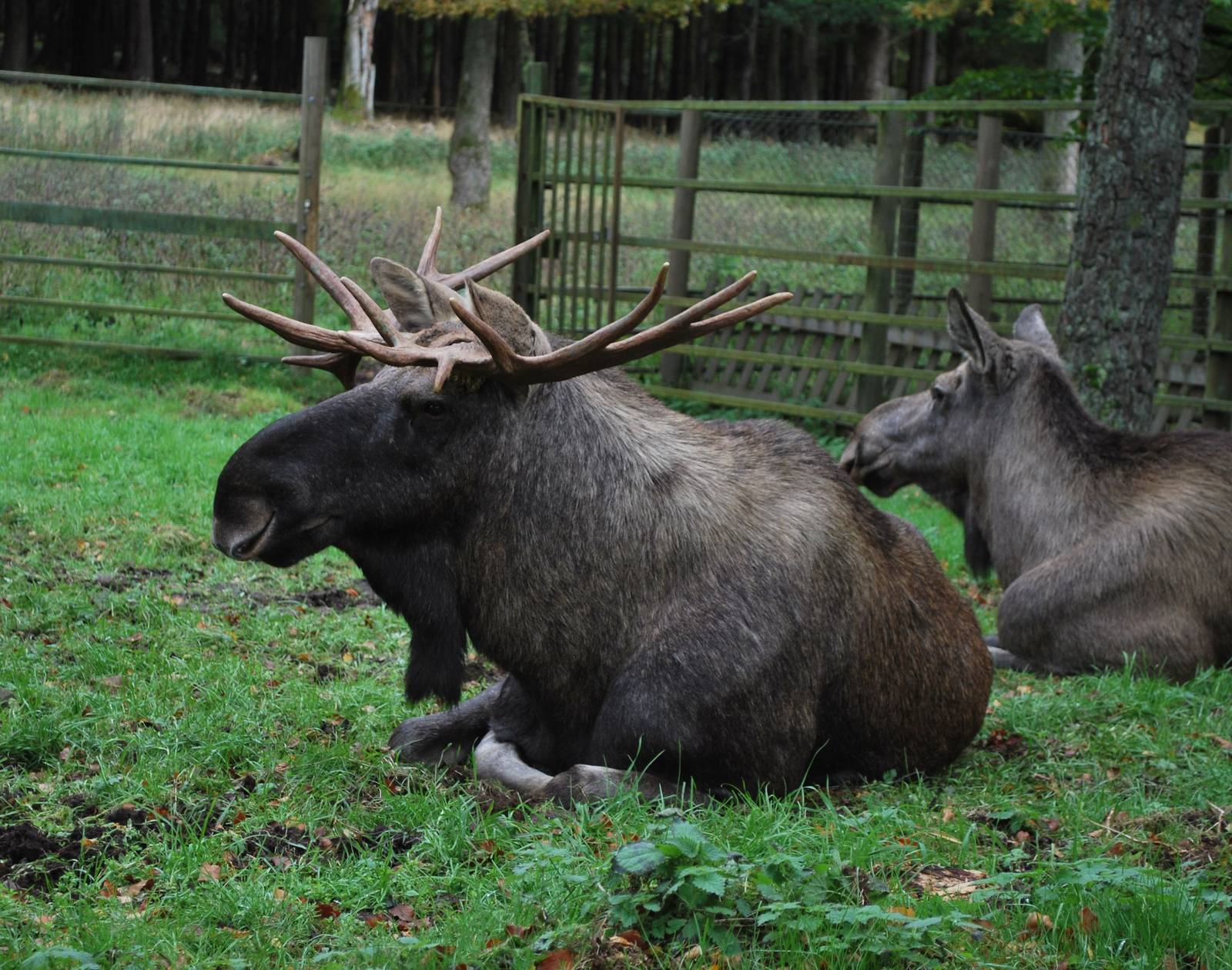 Autumn in Skanes Animal Park - More moose pictures