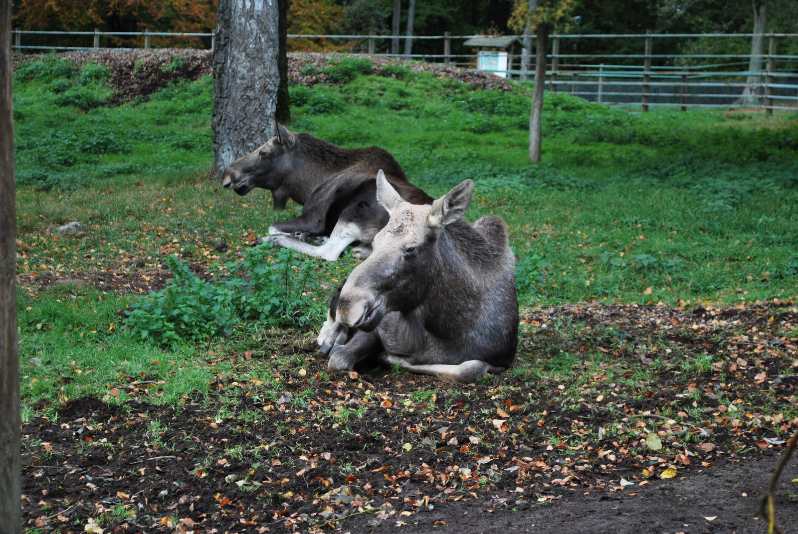 Autumn in Skanes Animal Park - More moose pictures